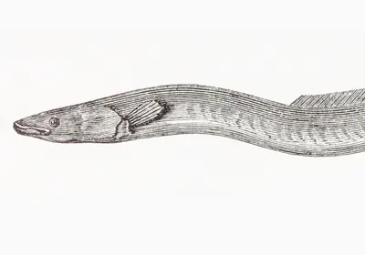 a drawing of a European eel